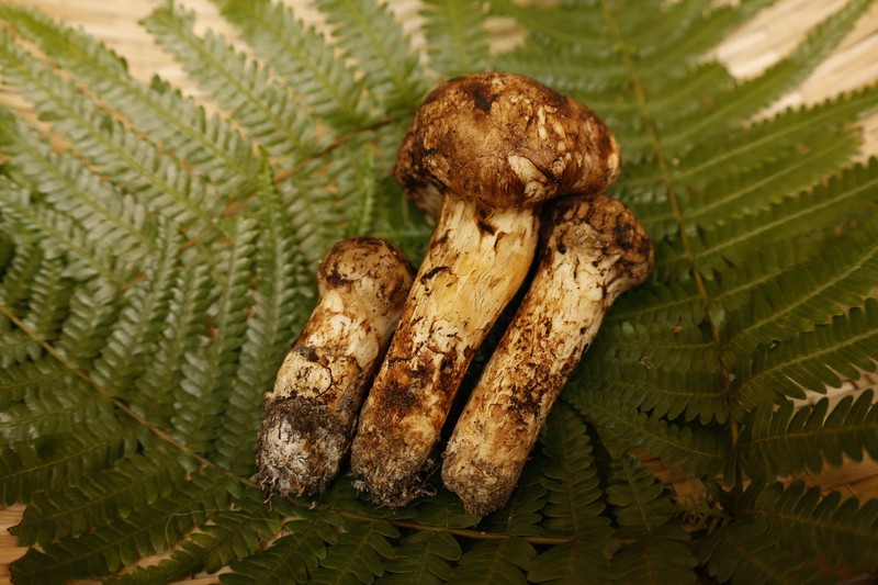 70g of matsutake mushrooms fetch 7,600 in 1st auction of season at