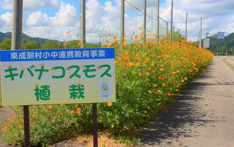国道沿いに咲くキバナコスモス=秋田県東成瀬村田子内で2021年9月10日、猪森万里夏撮影