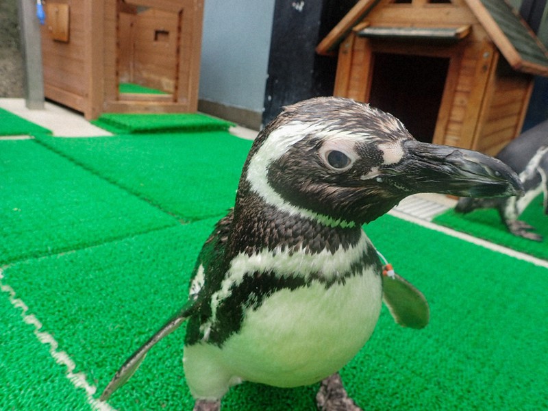 ぺんぎん photo4_m-17092825180.jpg