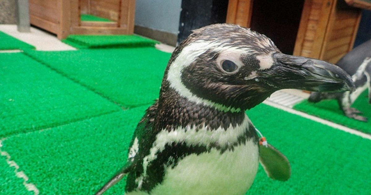 茶銀」ありがとう 推定37歳、ペンギン死ぬ 須磨水族園 ／兵庫 | 毎日新聞