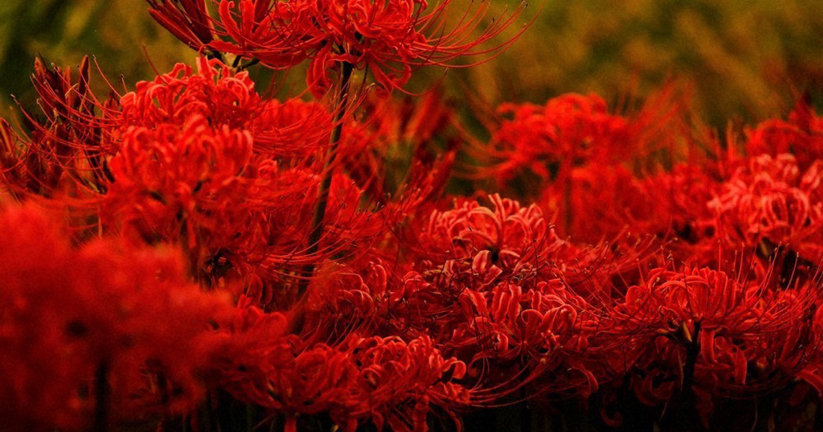 s*5様 虎 残響 赤 ヒガンバナ #172 s*5様 虎 残響 赤 ヒガンバナ #172 s*5様 虎 残響 赤