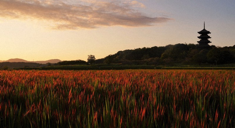 赤米が夕日に染まり、あかね色のじゅうたんを広げたような風景が広がっている=岡山県総社市宿で2021年9月15日午後5時48分、岩本一希撮影