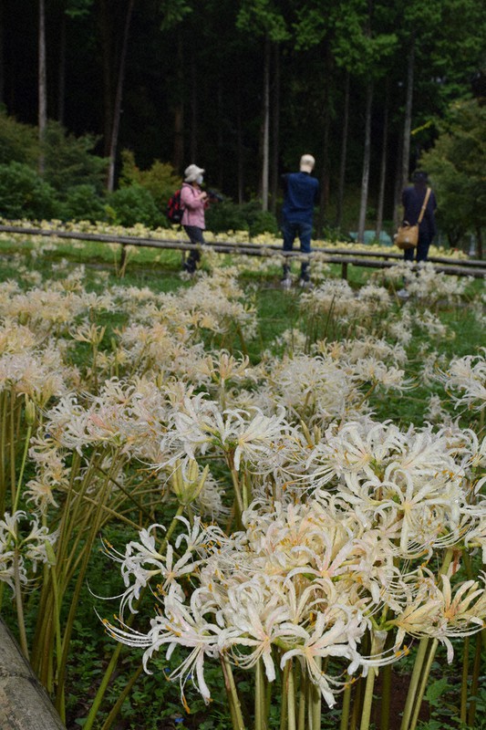 白いヒガンバナ見ごろ 築上町の正光寺 福岡 毎日新聞 白いヒガンバナ見ごろ 築上町の正光寺 福岡 毎日新聞