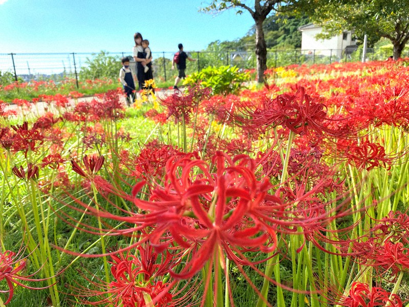 ヒガンバナ見ごろ 門司港地区一帯 福岡 毎日新聞 ヒガンバナ見ごろ 門司港地区一帯 福岡 毎日新聞