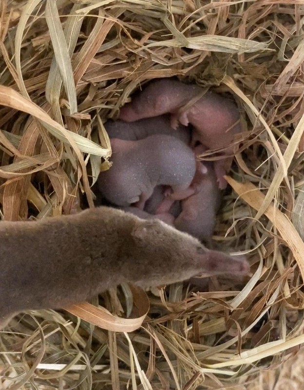 飼育下で生まれたヒメトガリネズミの赤ちゃん(中央)=札幌市円山動物園提供