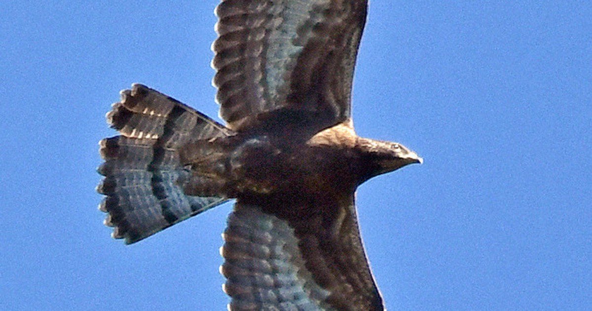 勇壮、タカの渡り 南へ白樺峠でピーク ／長野 | 毎日新聞