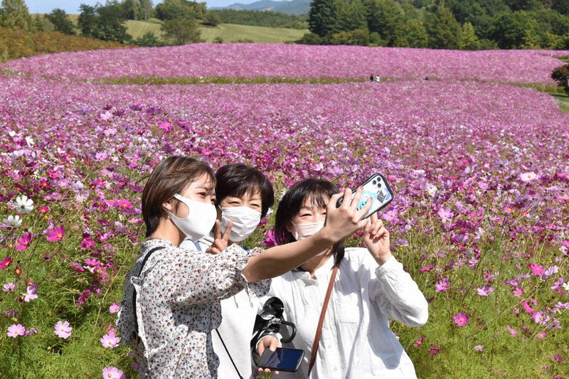 遠軽の短い秋 コスモス満開 平日のみ開放 北海道 毎日新聞