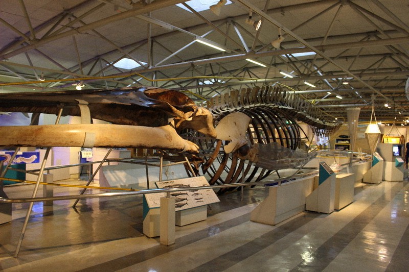 東海大学海洋科学博物館の2階に展示されているシロナガスクジラの骨格標本=増田裕太撮影