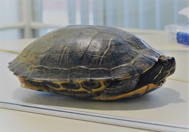 Errant turtle closes runway, delays turtle-themed plane at Japan's Narita  Airport - The Mainichi
