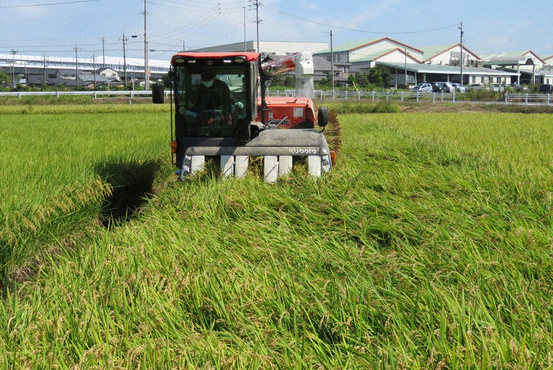 コンバインで稲を刈り取る畔柳真さん=愛知県安城市里町で2021年9月24日、渡辺隆文撮影