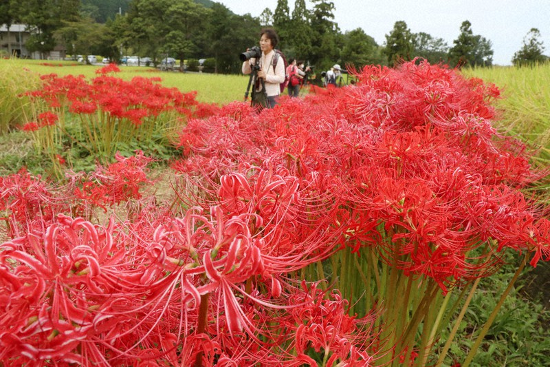 窓のむこうは 季節が巡る国に住む幸せ 秋のお彼岸に寄せて 毎日新聞