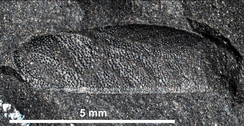 新種のゴキブリ化石発見 白亜紀前期地層から3種も 勝山 恐竜博物館