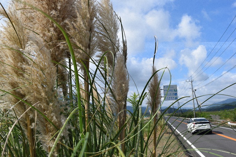 風に揺れるパンパスグラス=宮崎県日南市北郷町で2021年9月26日、梅山崇撮影