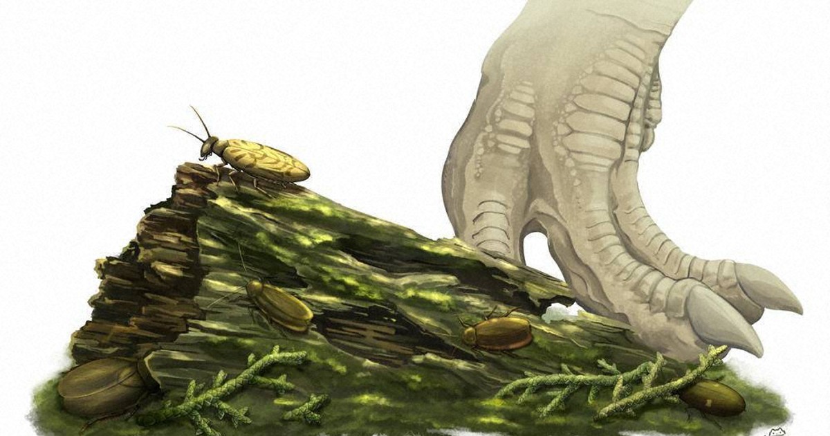 毎小ニュース：文化 新種のゴキブリ類 化石発見 | 毎日新聞