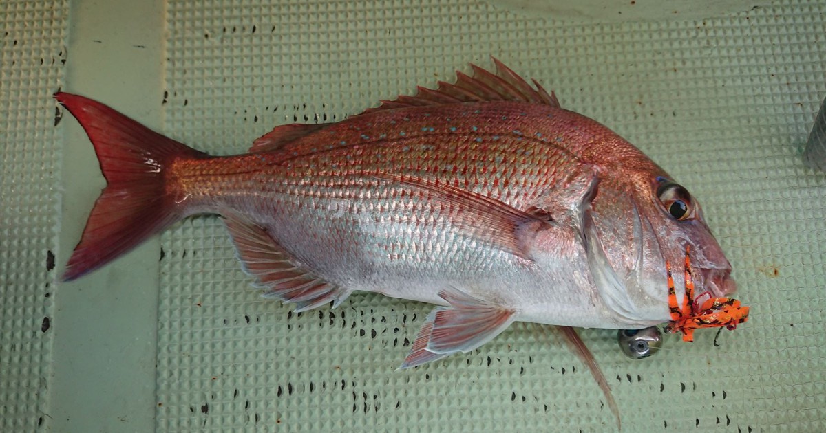 釣人割烹の 晴漁雨漁 第3回 大鯛とじかに引っ張りっこする伝統釣法が面白すぎる件 釣人割烹 週刊エコノミスト Online 釣人割烹の 晴漁雨漁 第3回 大鯛とじかに引っ張りっこする伝統釣法が面白すぎる件 釣人割烹 週刊エコノミスト Online