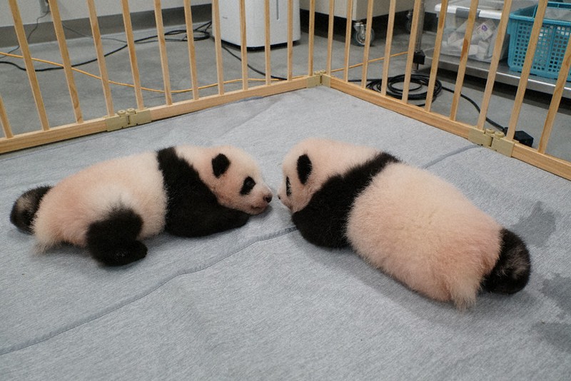 生後89日になった双子のジャイアントパンダの雄(左)と雌=9月20日(東京動物園協会提供)