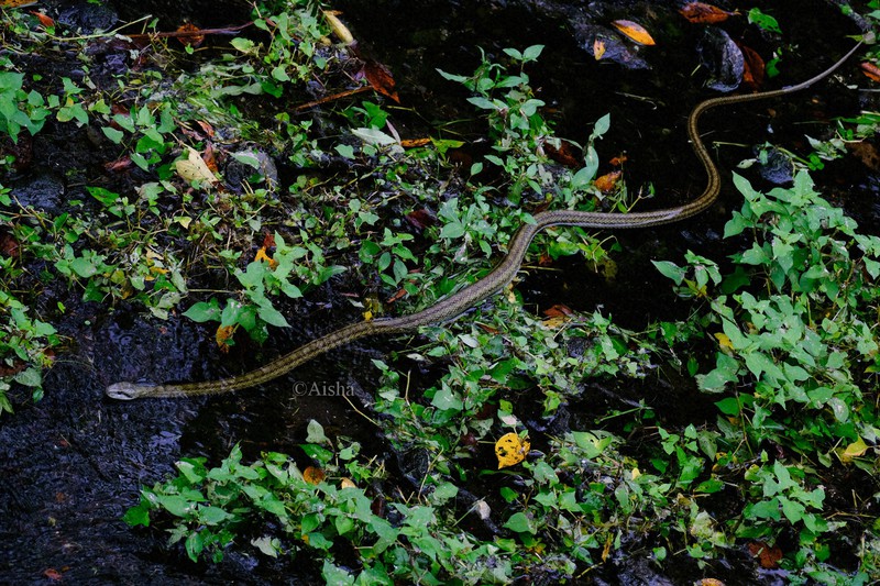 カメラ少女 藍沙のいきもの大好き 実はおだやかなヘビ アオダイショウ 毎日新聞