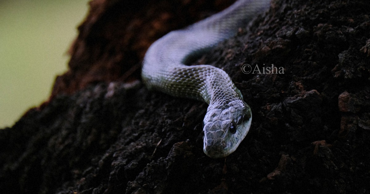 カメラ少女 藍沙のいきもの大好き 実はおだやかなヘビ アオダイショウ 毎日新聞
