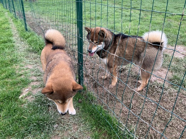 飼い犬が大型犬に襲われた そのとき起きた意外な出来事 現代フランス健康事情 竹内真里 毎日新聞 医療プレミア