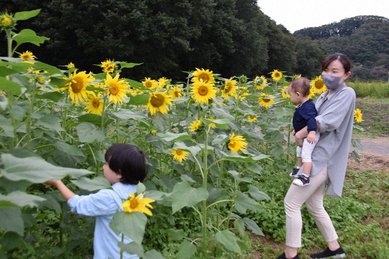 秋咲きのヒマワリを楽しむ親子連れ=群馬県みどり市笠懸町鹿で2021年10月7日午後3時39分、大澤孝二撮影