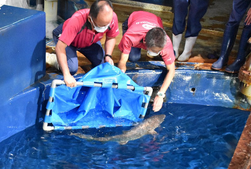 公開用の水槽で泳ぎ出すシロワニの赤ちゃん=茨城県大洗町のアクアワールド大洗水族館で2021年10月12日、長屋美乃里撮影