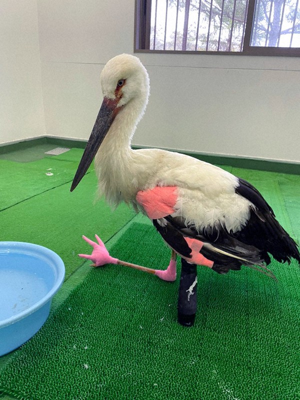 コウノトリの義足作りに奮闘 義肢装具士の女性 動物も助けたい 毎日新聞 コウノトリの義足作りに奮闘 義肢装具士の女性 動物も助けたい 毎日新聞