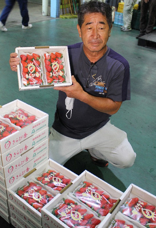 イチゴ特産地 静岡 伊豆の国で初出荷 気候よく大きく成長 毎日新聞