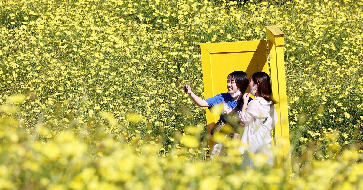 Vibrant views: 4 million yellow cosmos plants brighten hill in