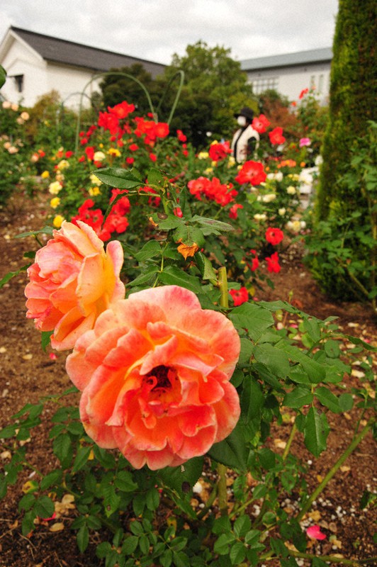 園内をカラフルに彩るバラの花=京都府綾部市青野町で2021年10月18日、佐藤孝治撮影