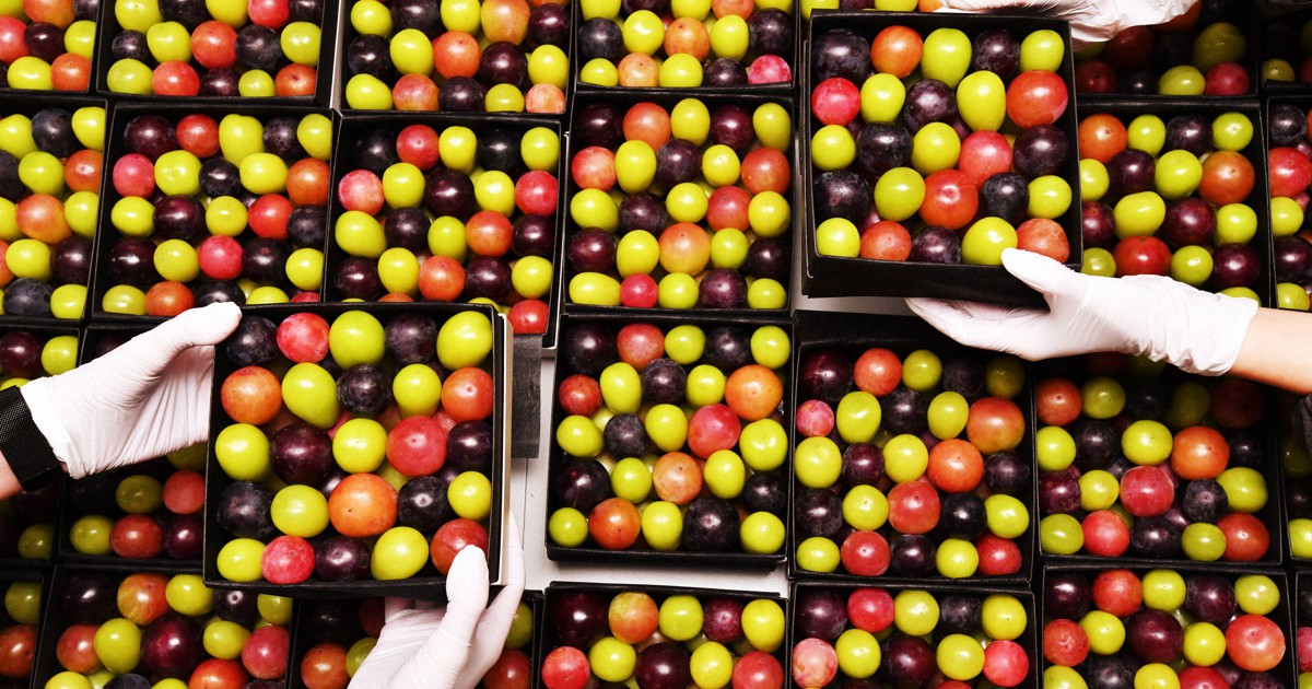 Japan Photo Journal: Grape 'jewelry box' popular gift for distant