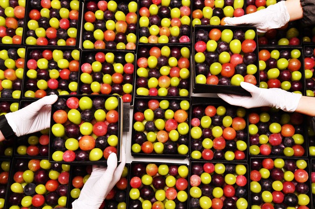 Japan Photo Journal: Grape 'jewelry box' popular gift for distant