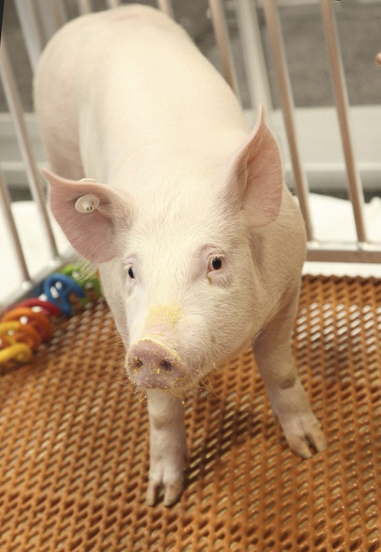 Pigtohuman transplants come a step closer with new test The Mainichi