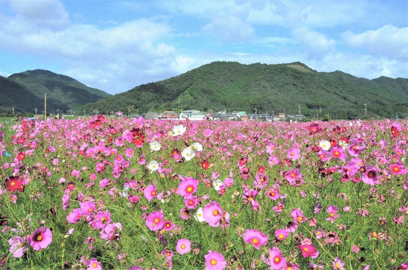 休耕地に咲き誇るコスモス 延岡・北川町 ／宮崎 | 毎日新聞