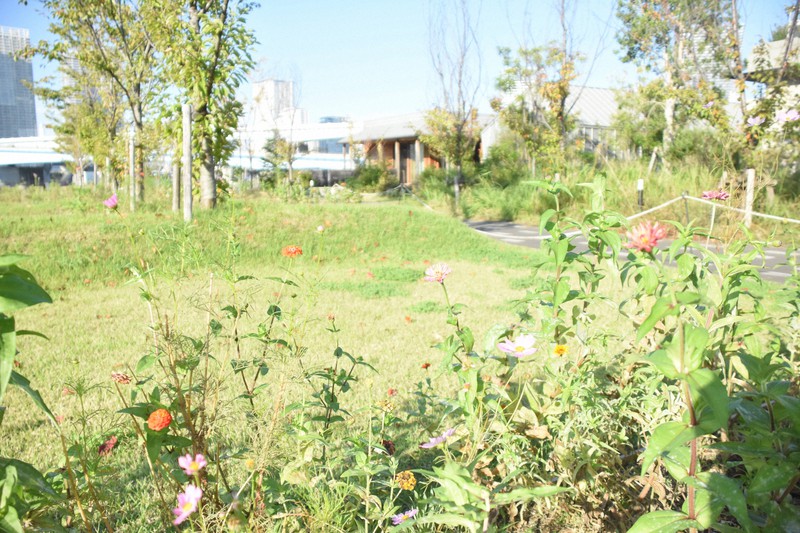 見上げてごらん 循環する花畑 永山悦子 毎日新聞