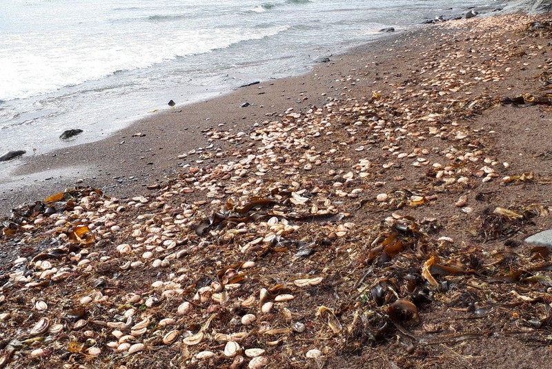 浜に打ち上げられたエゾバフンウニの死骸=北海道根室市落石で9月24日、本間浩昭撮影