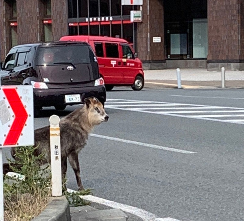 秋田市中心部にニホンカモシカ出没 通行量多い道を悠然と横断 毎日新聞
