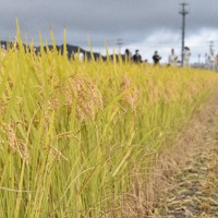 たわわに実り稲刈りの時期を迎えた県のブランド米「銀河のしずく」＝岩手県宮古市津軽石で2021年9月24日、中尾卓英撮影