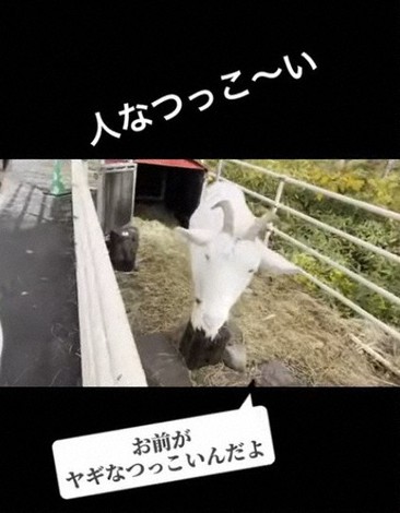 動画投稿サイト「ユーチューブ」にアップされた候補者とヤギとの「会話」=ユーチューブより(画像の一部を切り取っています)