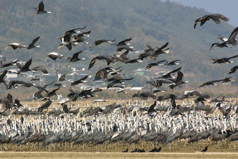 出水平野を舞うツル=鹿児島県出水市提供