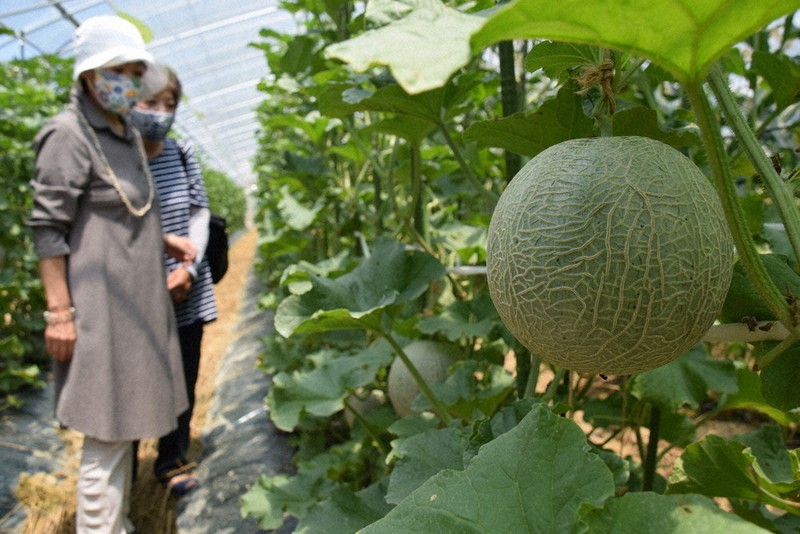 近畿大農学部のICT農法で栽培した「のどか村天空メロン」=三郷町の「農業公園信貴山のどか村」で2020年7月1日午前11時22分撮影