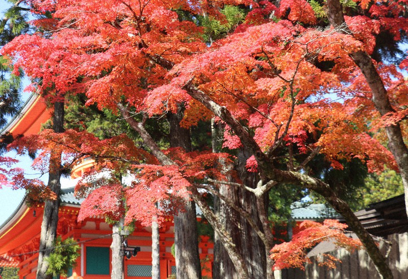 秋深まる 高野 和歌山 毎日新聞