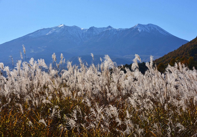 ススキの原の向こうに望む雪化粧した御嶽山=木曽町の開田高原で2021年10月29日午後2時29分、武田博仁撮影