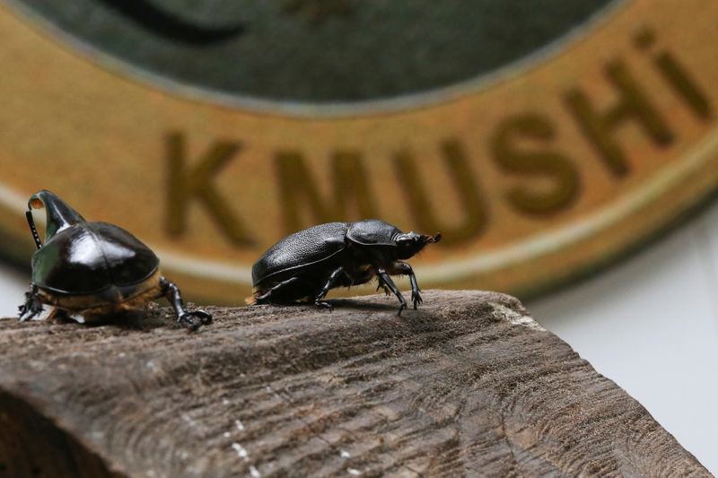 コロンビア産 本物アルレキンカブトムシ標本 12×16cm 世界の雑記帳：コロンビアで「カブトムシ」仮想通貨、日本向け輸出企業