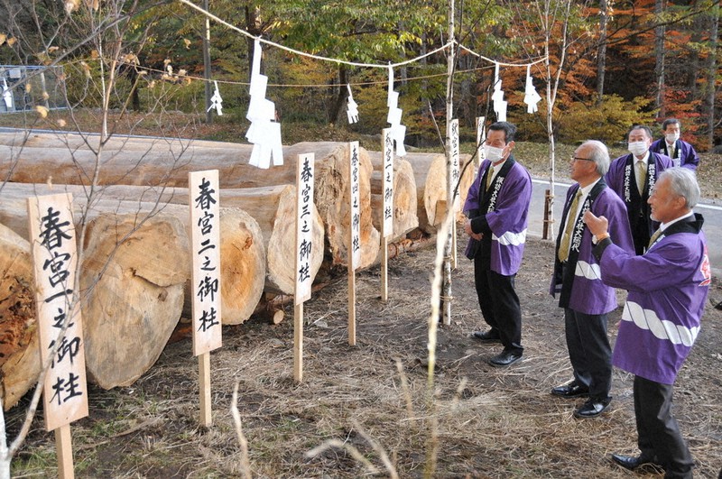 御柱16本ずらり 来年の諏訪大社祭に向け、モミの木伐採 長野