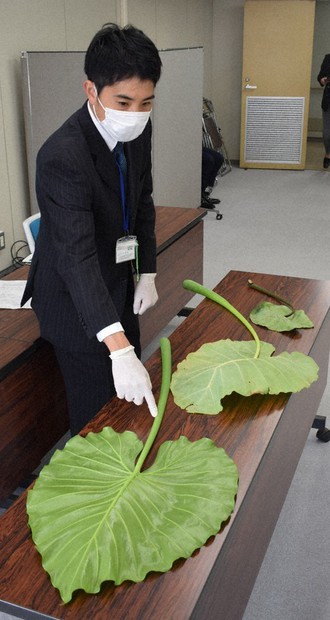 里芋に酷似「クワズイモ」食べて食中毒 大分の女性、口に激痛 | 毎日新聞