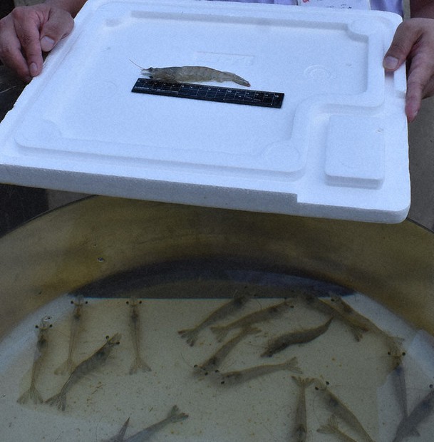 火力発電跡でバナメイエビ養殖 冷凍主流種 生食探る 三重 尾鷲 毎日新聞