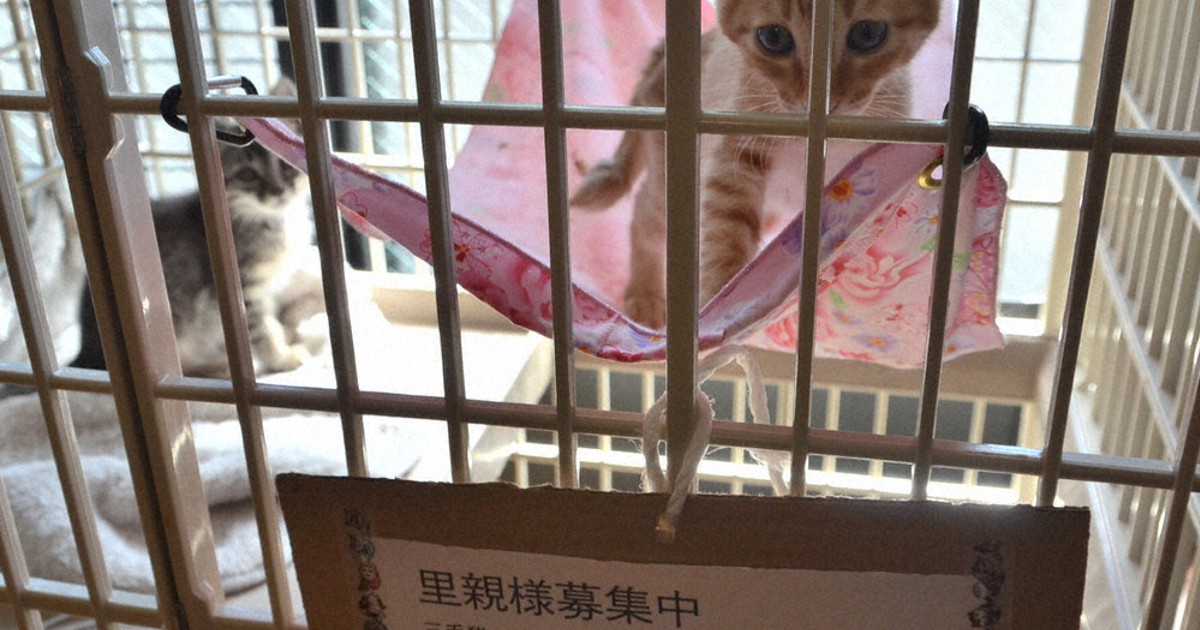 法律ほっとライン 5 改正動物愛護法 飼うからには覚悟持って 細川敦史弁護士 45 兵庫 毎日新聞