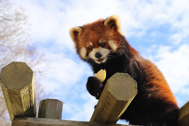 わたしのふるさと便 わたしの穴場 福井県 鯖江市 西山動物園 癒やし求め来園続々 杉原夏海さん 毎日新聞