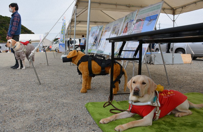 盲導犬が災害訓練に初参加 避難所受け入れ 広がる理解 島根 毎日新聞