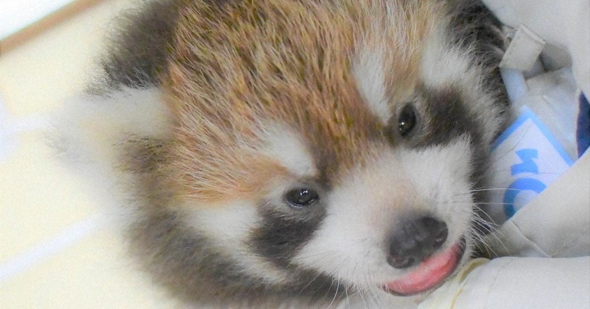 レッサーパンダの赤ちゃん公開 名前 投票してね 静岡 毎日新聞